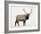 Bull Elk (Cervus Canadensis) in Snow, Yellowstone National Park, Wyoming-null-Framed Photographic Print