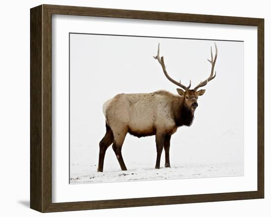 Bull Elk (Cervus Canadensis) in Snow, Yellowstone National Park, Wyoming-null-Framed Photographic Print