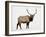 Bull Elk (Cervus Canadensis) in Snow, Yellowstone National Park, Wyoming-null-Framed Photographic Print