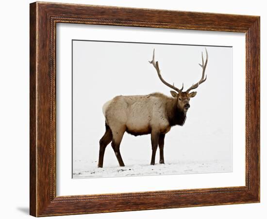 Bull Elk (Cervus Canadensis) in Snow, Yellowstone National Park, Wyoming-null-Framed Photographic Print