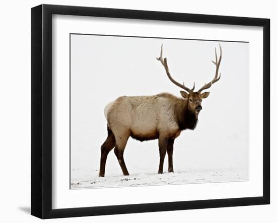 Bull Elk (Cervus Canadensis) in Snow, Yellowstone National Park, Wyoming-null-Framed Photographic Print