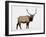 Bull Elk (Cervus Canadensis) in Snow, Yellowstone National Park, Wyoming-null-Framed Photographic Print