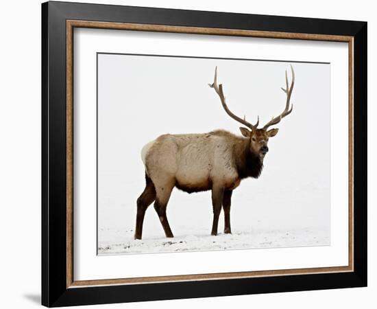 Bull Elk (Cervus Canadensis) in Snow, Yellowstone National Park, Wyoming-null-Framed Photographic Print