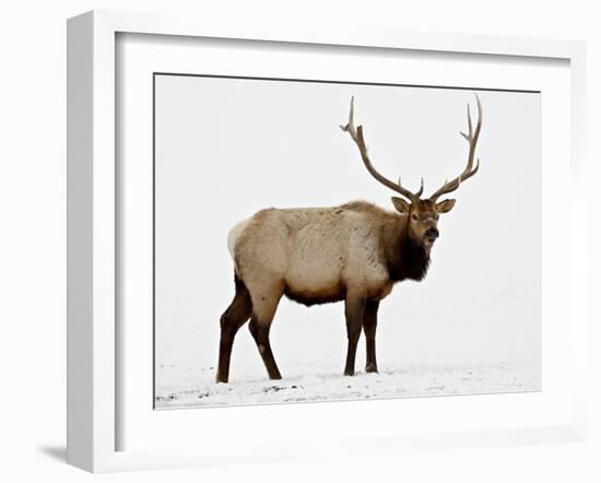 Bull Elk (Cervus Canadensis) in Snow, Yellowstone National Park, Wyoming-null-Framed Photographic Print