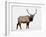 Bull Elk (Cervus Canadensis) in Snow, Yellowstone National Park, Wyoming-null-Framed Photographic Print