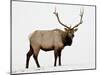 Bull Elk (Cervus Canadensis) in Snow, Yellowstone National Park, Wyoming-null-Mounted Photographic Print