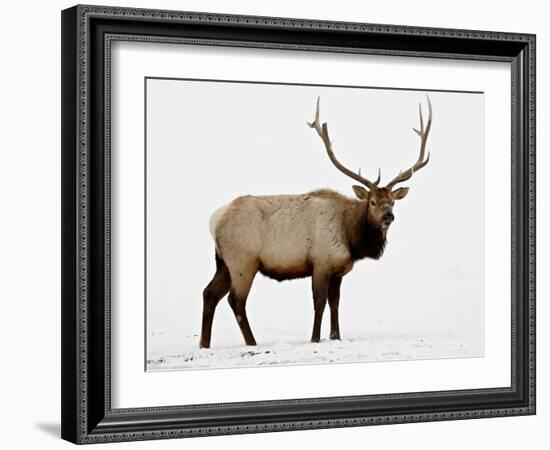 Bull Elk (Cervus Canadensis) in Snow, Yellowstone National Park, Wyoming-null-Framed Photographic Print