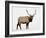 Bull Elk (Cervus Canadensis) in Snow, Yellowstone National Park, Wyoming-null-Framed Photographic Print