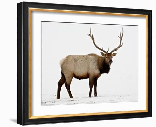 Bull Elk (Cervus Canadensis) in Snow, Yellowstone National Park, Wyoming-null-Framed Photographic Print