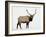 Bull Elk (Cervus Canadensis) in Snow, Yellowstone National Park, Wyoming-null-Framed Photographic Print