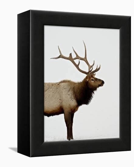 Bull Elk (Cervus Canadensis) in Snow, Yellowstone National Park, Wyoming-null-Framed Premier Image Canvas