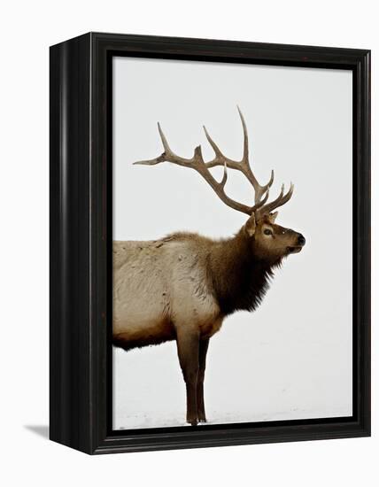 Bull Elk (Cervus Canadensis) in Snow, Yellowstone National Park, Wyoming-null-Framed Premier Image Canvas