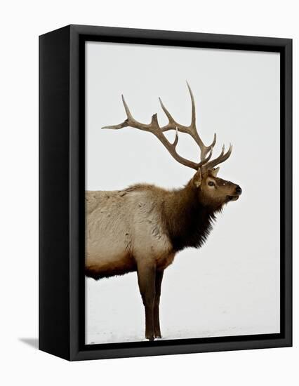 Bull Elk (Cervus Canadensis) in Snow, Yellowstone National Park, Wyoming-null-Framed Premier Image Canvas