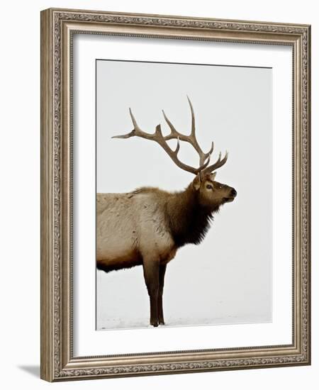 Bull Elk (Cervus Canadensis) in Snow, Yellowstone National Park, Wyoming-null-Framed Photographic Print