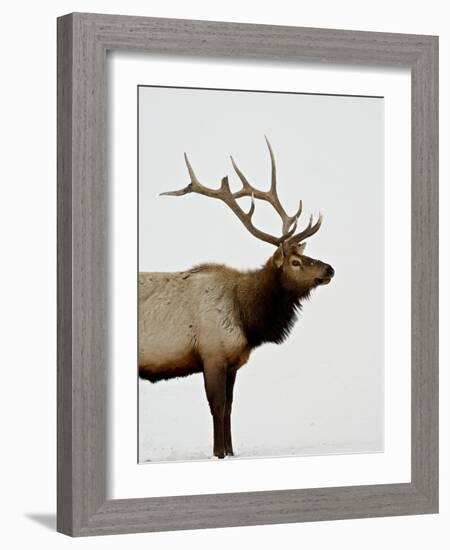 Bull Elk (Cervus Canadensis) in Snow, Yellowstone National Park, Wyoming-null-Framed Photographic Print