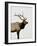 Bull Elk (Cervus Canadensis) in Snow, Yellowstone National Park, Wyoming-null-Framed Photographic Print