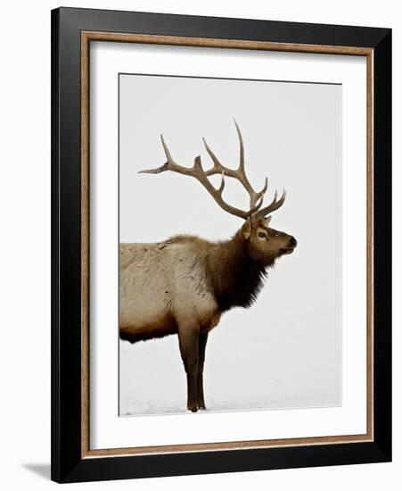 Bull Elk (Cervus Canadensis) in Snow, Yellowstone National Park, Wyoming-null-Framed Photographic Print