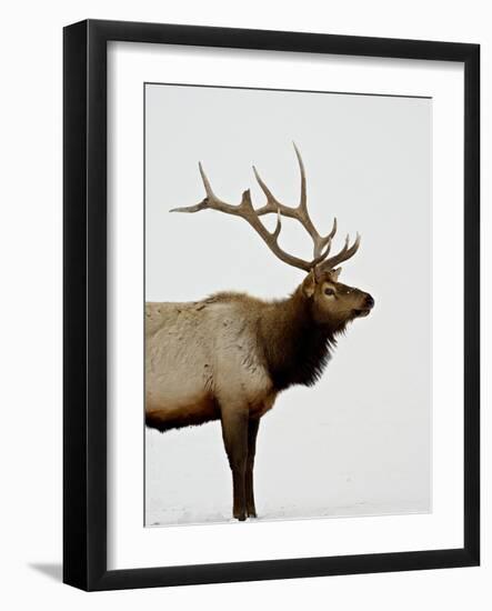 Bull Elk (Cervus Canadensis) in Snow, Yellowstone National Park, Wyoming-null-Framed Photographic Print