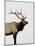 Bull Elk (Cervus Canadensis) in Snow, Yellowstone National Park, Wyoming-null-Mounted Photographic Print