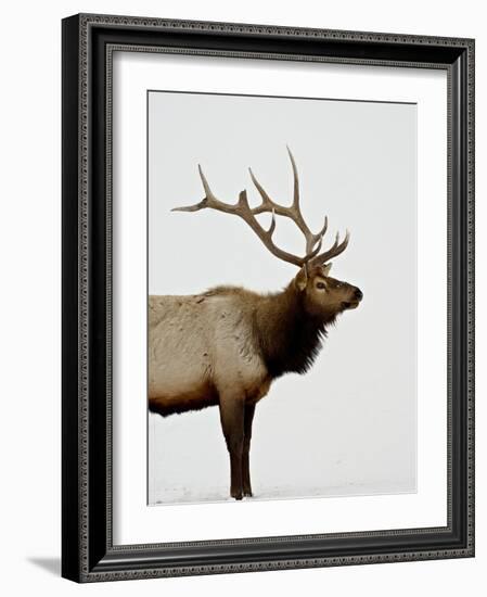 Bull Elk (Cervus Canadensis) in Snow, Yellowstone National Park, Wyoming-null-Framed Photographic Print