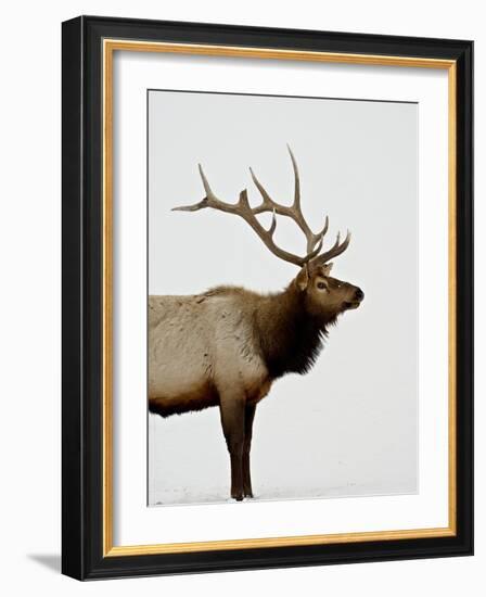 Bull Elk (Cervus Canadensis) in Snow, Yellowstone National Park, Wyoming-null-Framed Photographic Print