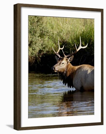 Bull Elk (Cervus Canadensis) Standing in a Stream, Rocky Mountain National Park, Colorado, Usa-James Hager-Framed Photographic Print