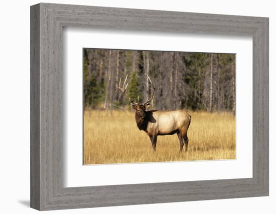 BULL ELK Cervus canadensis STANDING IN MEADOW YELLOWSTONE NATIONAL PARK WYOMING usa-Panoramic Images-Framed Photographic Print
