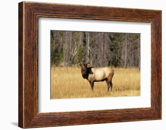 BULL ELK Cervus canadensis STANDING IN MEADOW YELLOWSTONE NATIONAL PARK WYOMING usa-Panoramic Images-Framed Photographic Print