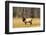 BULL ELK Cervus canadensis STANDING IN MEADOW YELLOWSTONE NATIONAL PARK WYOMING usa-Panoramic Images-Framed Photographic Print