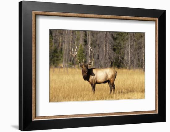 BULL ELK Cervus canadensis STANDING IN MEADOW YELLOWSTONE NATIONAL PARK WYOMING usa-Panoramic Images-Framed Photographic Print