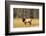 BULL ELK Cervus canadensis STANDING IN MEADOW YELLOWSTONE NATIONAL PARK WYOMING usa-Panoramic Images-Framed Photographic Print