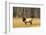 BULL ELK Cervus canadensis STANDING IN MEADOW YELLOWSTONE NATIONAL PARK WYOMING usa-Panoramic Images-Framed Photographic Print
