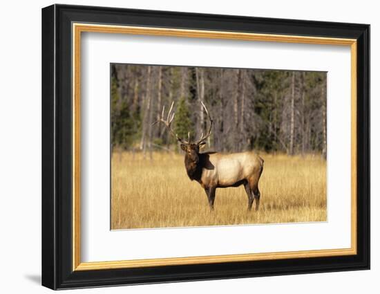 BULL ELK Cervus canadensis STANDING IN MEADOW YELLOWSTONE NATIONAL PARK WYOMING usa-Panoramic Images-Framed Photographic Print