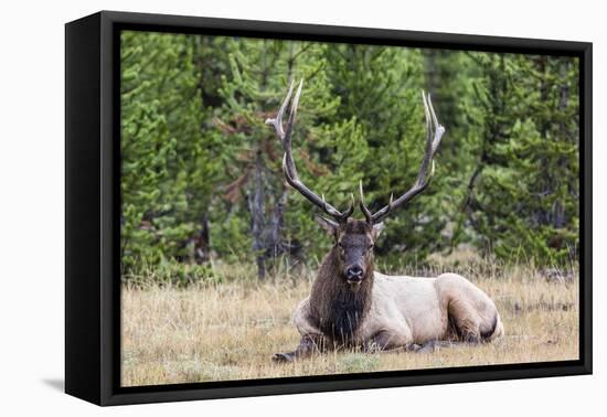 Bull Elk (Cervus Canadensis)-Michael Nolan-Framed Premier Image Canvas