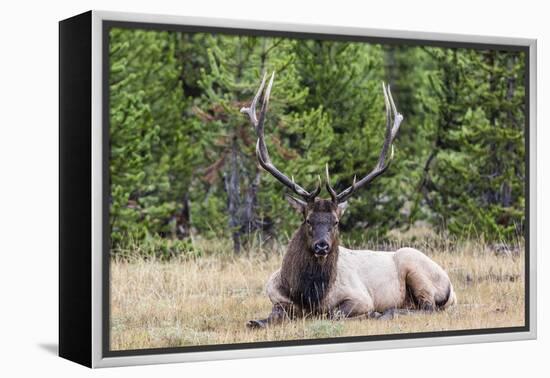 Bull Elk (Cervus Canadensis)-Michael Nolan-Framed Premier Image Canvas