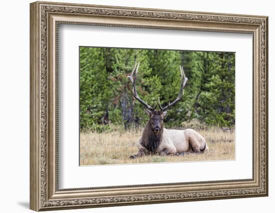 Bull Elk (Cervus Canadensis)-Michael Nolan-Framed Photographic Print