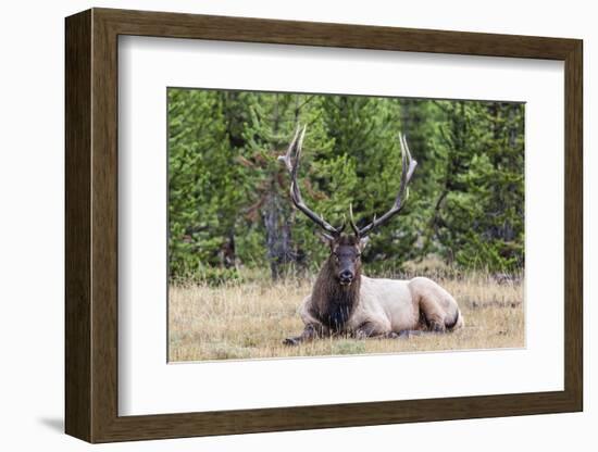 Bull Elk (Cervus Canadensis)-Michael Nolan-Framed Photographic Print