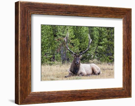 Bull Elk (Cervus Canadensis)-Michael Nolan-Framed Photographic Print