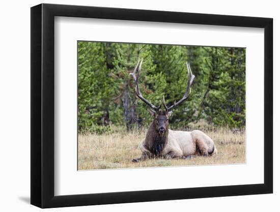 Bull Elk (Cervus Canadensis)-Michael Nolan-Framed Photographic Print