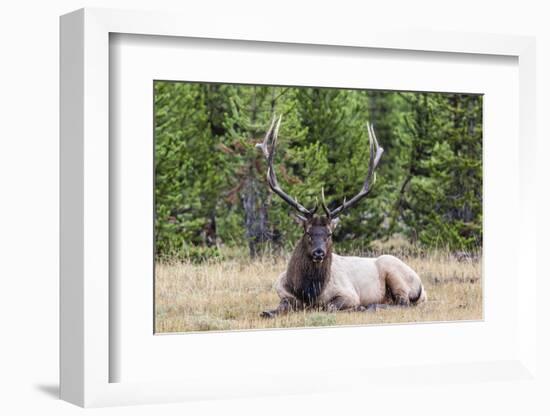 Bull Elk (Cervus Canadensis)-Michael Nolan-Framed Photographic Print