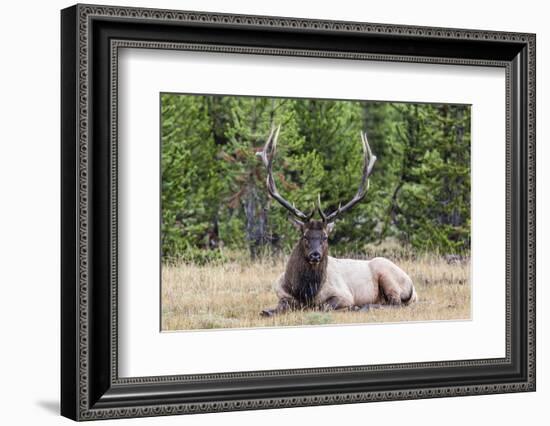 Bull Elk (Cervus Canadensis)-Michael Nolan-Framed Photographic Print