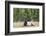 Bull Elk (Cervus Canadensis)-Michael Nolan-Framed Photographic Print