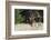 Bull Elk Courting Cow Elk-Ken Archer-Framed Photographic Print