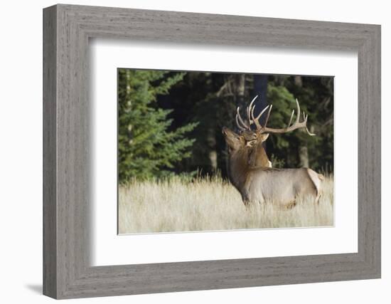 Bull Elk Courting Cow Elk-Ken Archer-Framed Photographic Print