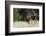 Bull Elk Courting Cow Elk-Ken Archer-Framed Photographic Print