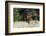 Bull Elk Courting Cow Elk-Ken Archer-Framed Photographic Print