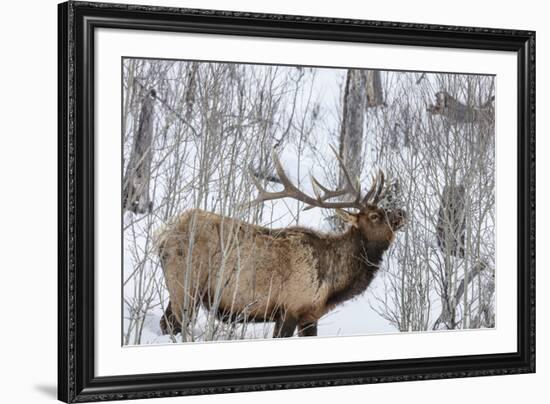 Bull elk feeding on branches in winter. Yellowstone National Park, Wyoming, USA-Chuck Haney-Framed Premium Photographic Print