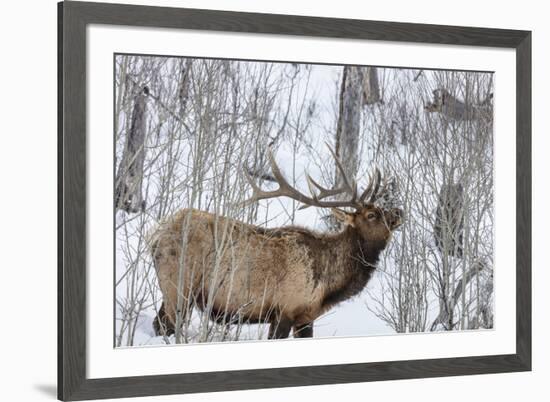 Bull elk feeding on branches in winter. Yellowstone National Park, Wyoming, USA-Chuck Haney-Framed Premium Photographic Print