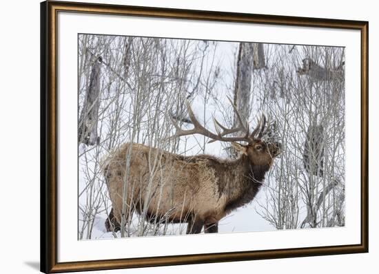 Bull elk feeding on branches in winter. Yellowstone National Park, Wyoming, USA-Chuck Haney-Framed Premium Photographic Print