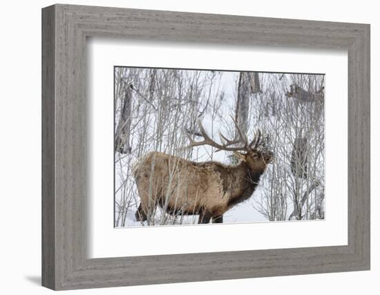 Bull elk feeding on branches in winter. Yellowstone National Park, Wyoming, USA-Chuck Haney-Framed Photographic Print